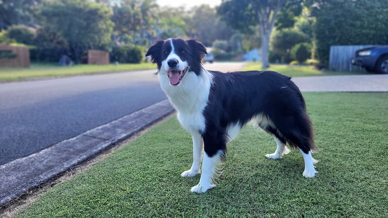 Border Collie macho de pie, cuerpo entero, capa negra y blanca