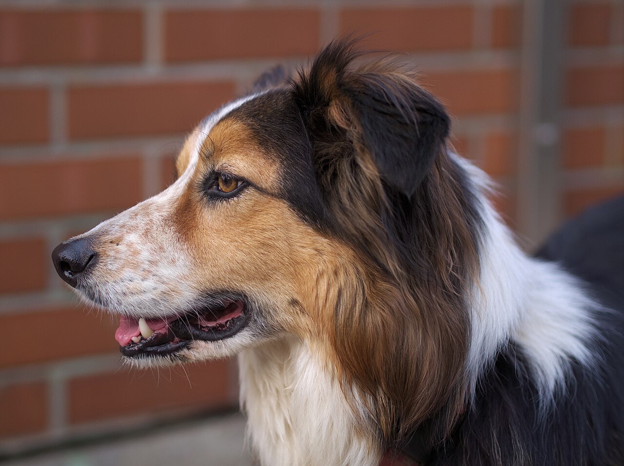 Cara de Border Collie tricolor con la mirada intensa caracteristica de la raza