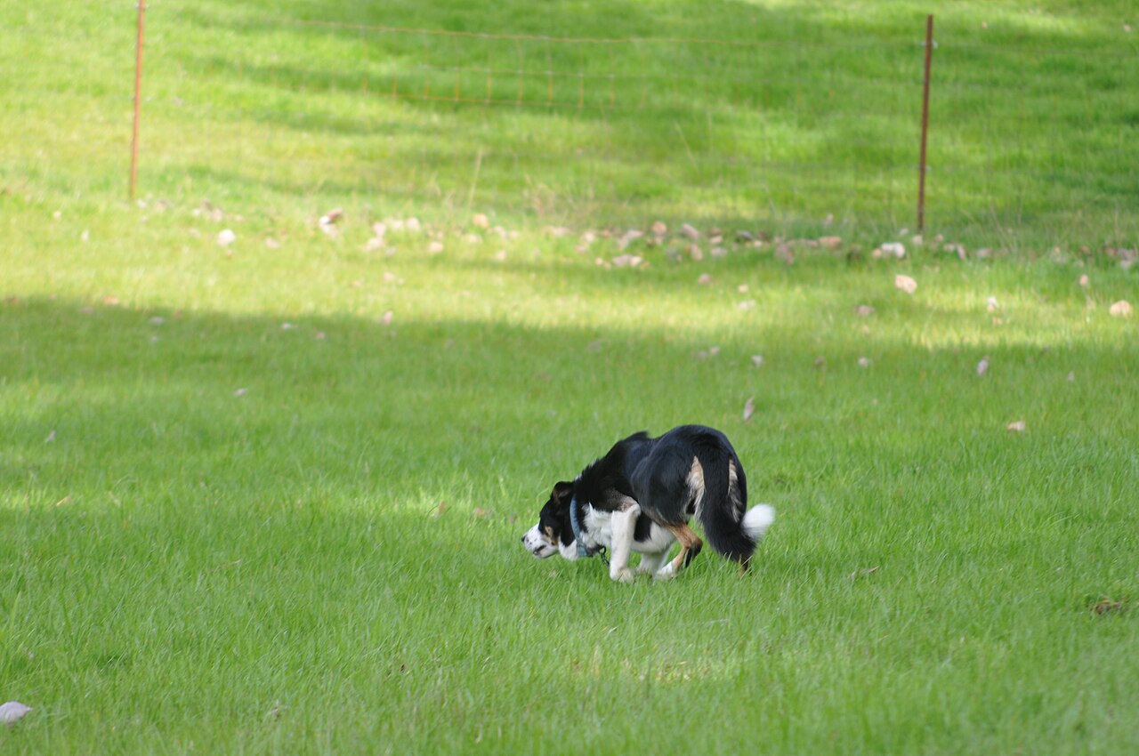 Border Collie pastoreando ovejas en el campo, en plena accion de trabajo