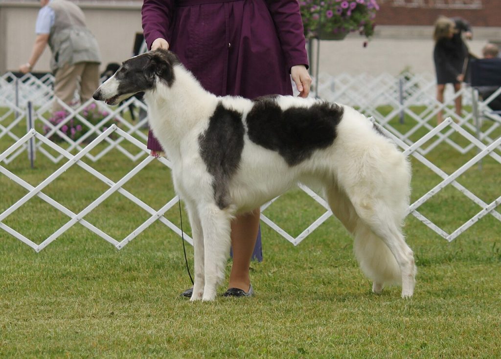 Borzoi