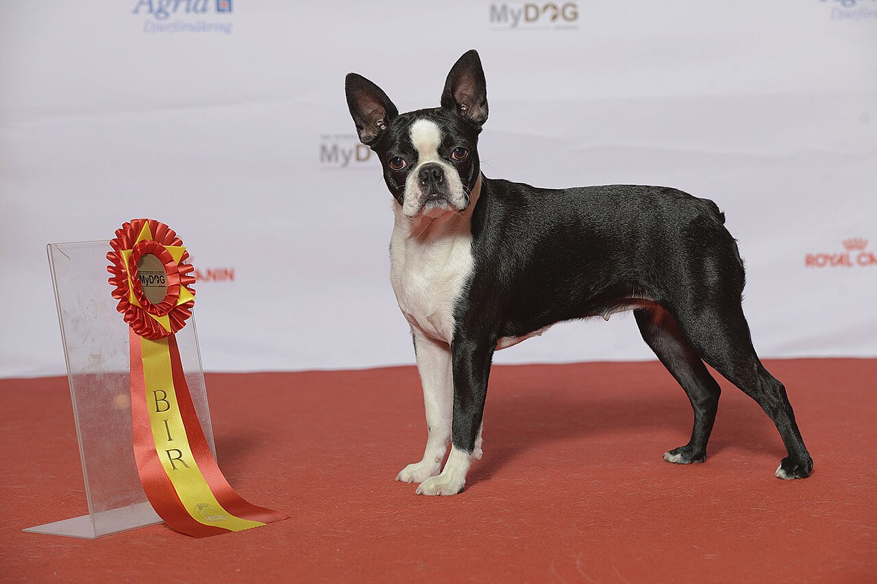 Boston Terrier exhibit standing, showing its compact, square structure