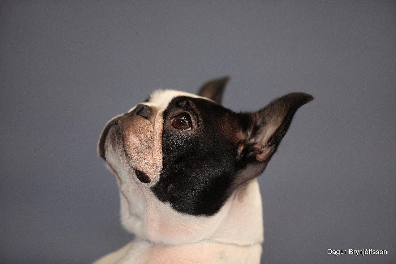 Boston Terrier head with its large, round eyes and erect ears