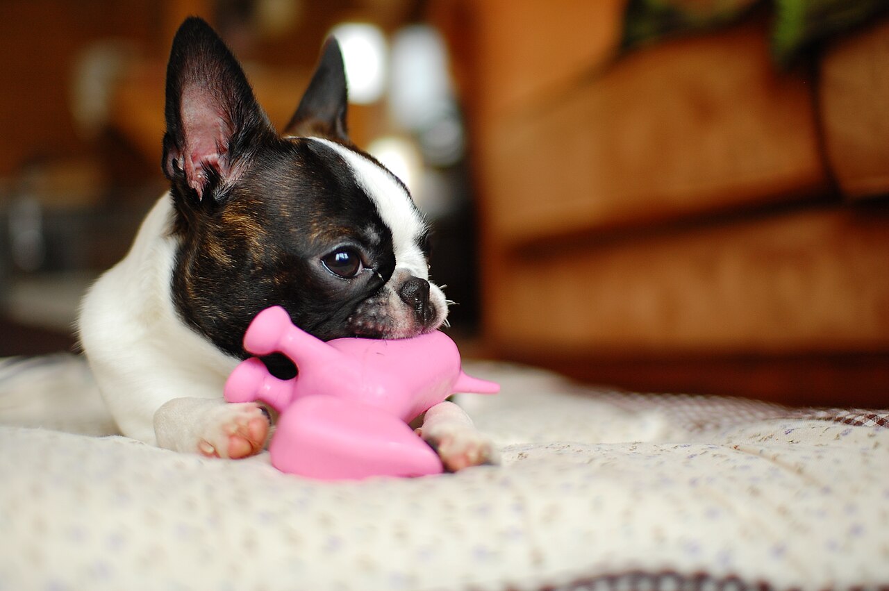 Boston Terrier playing with an outdoor toy