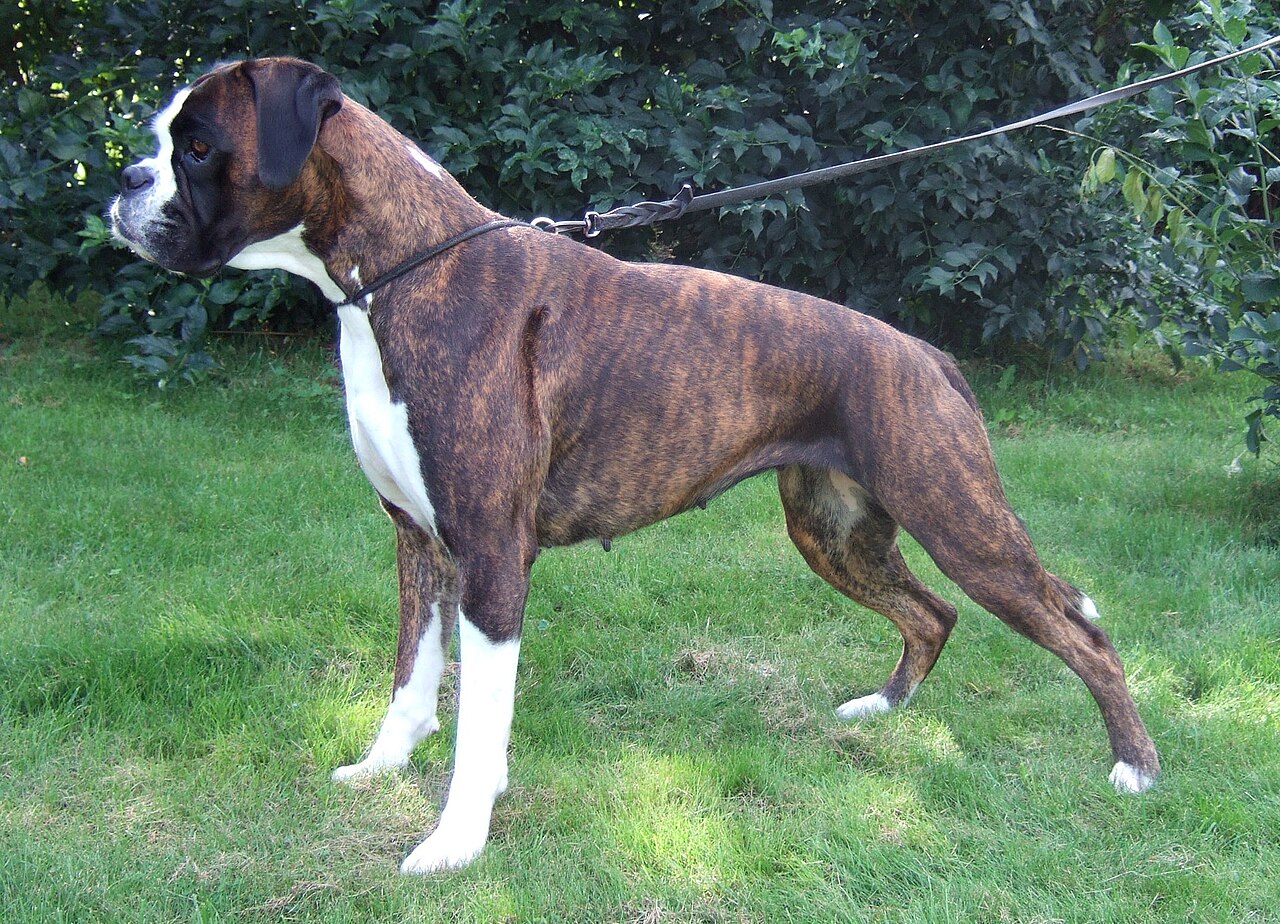 Bóxer atigrado (brindle) hembra