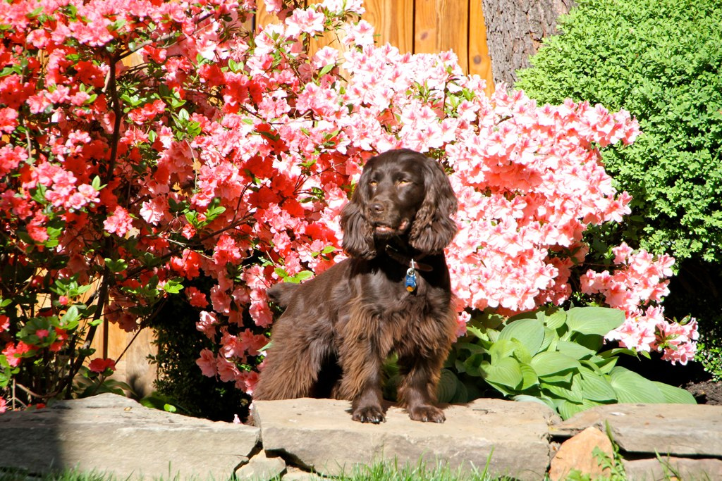 Boykin Spaniel
