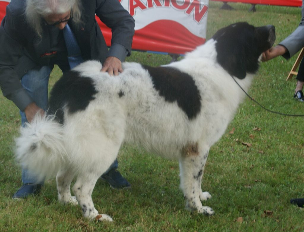 Bucovina Shepherd Dog