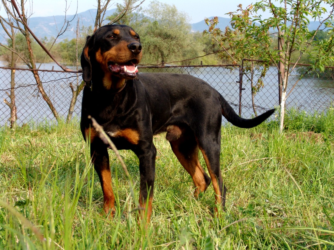 Bulgarian Hound, breed of dog