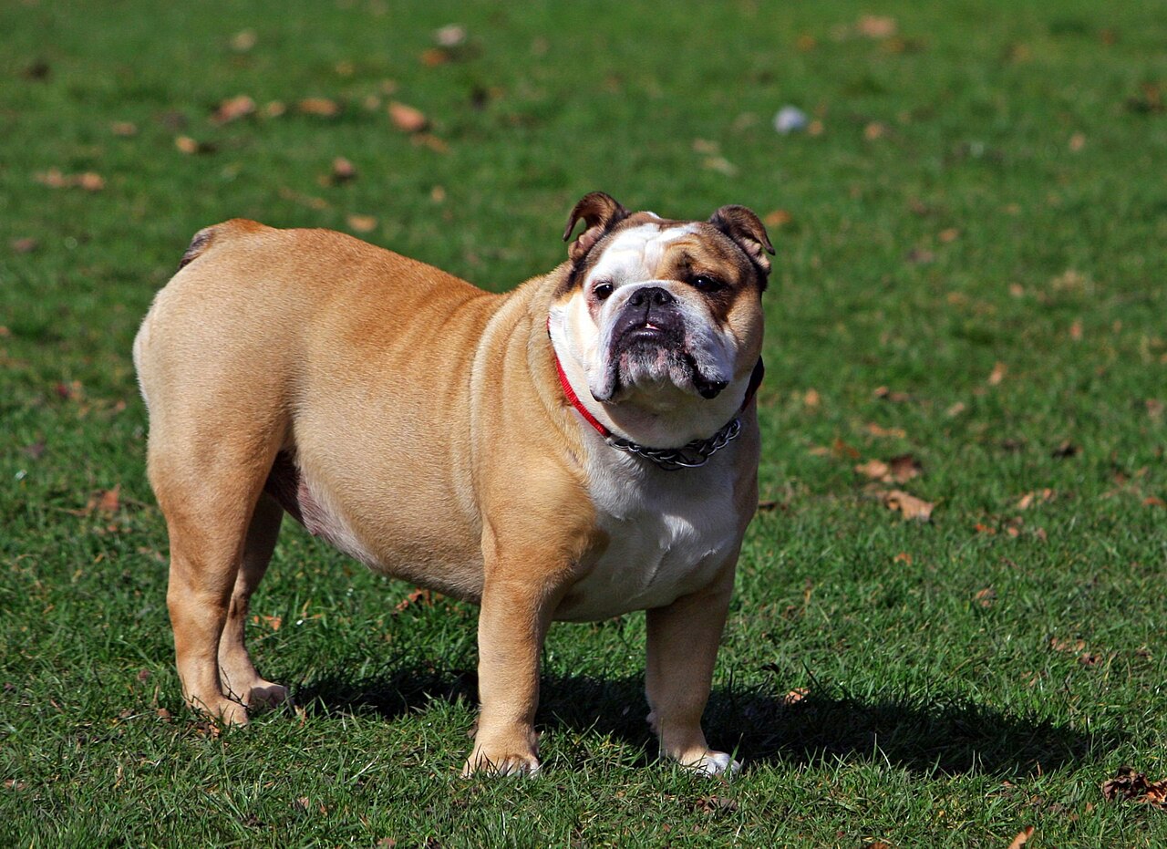 Bulldog Inglés de pie en exterior mostrando su cuerpo robusto y musculoso