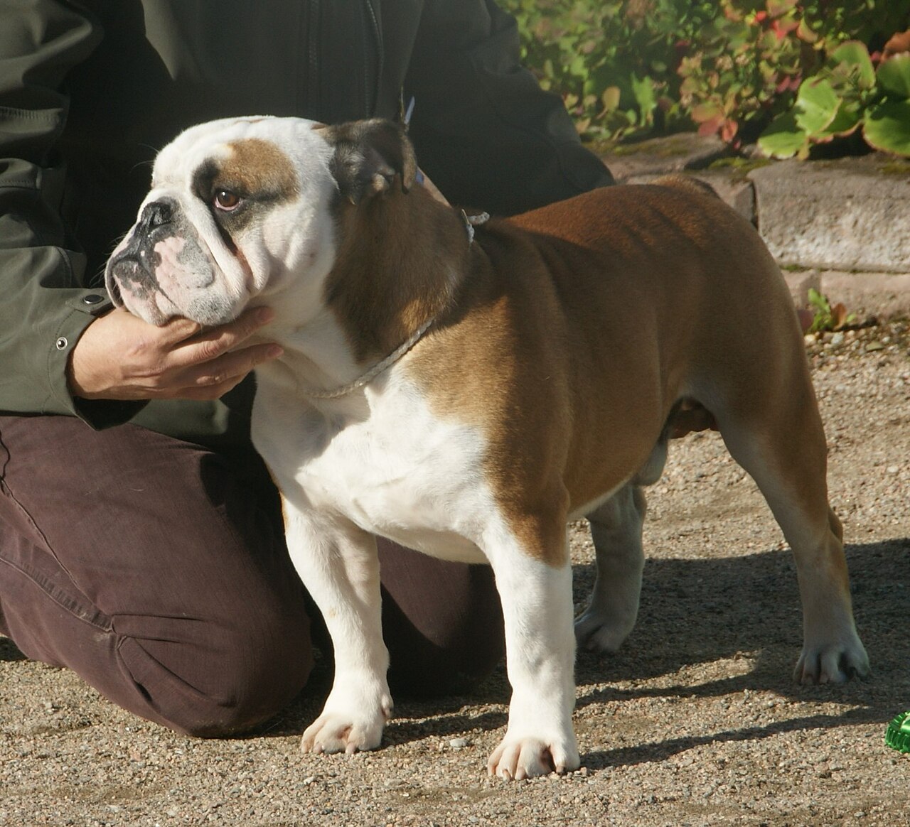 Bulldog Inglés de color rojo y blanco con su característica cabeza ancha y pliegues faciales