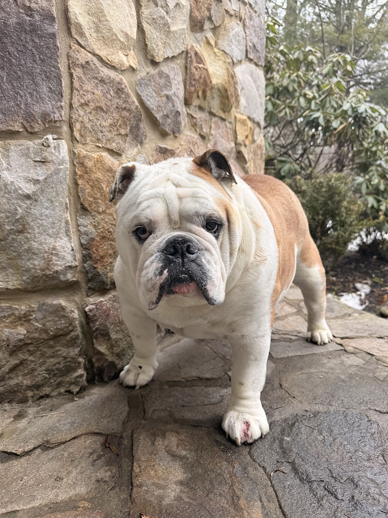Bulldog Inglés en un patio exterior mostrando su porte bajo y compacto