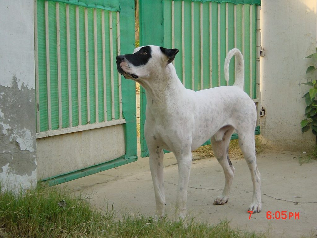 Bully Kutta