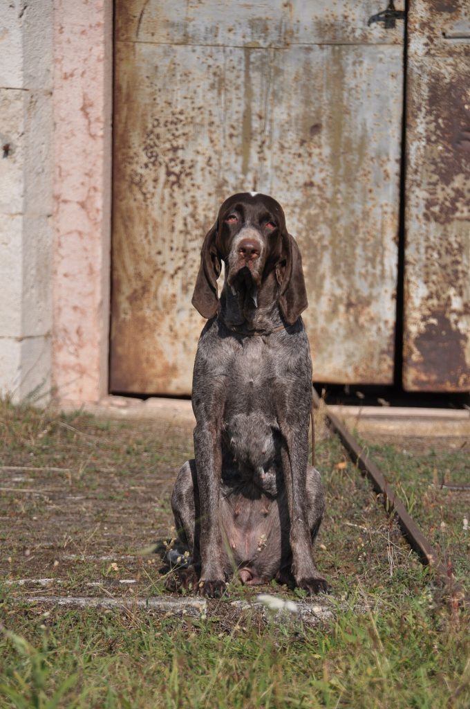 Burgos Pointer