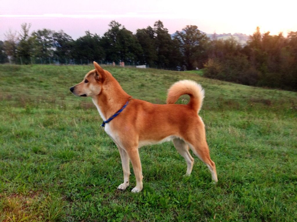 The Canaan Dog