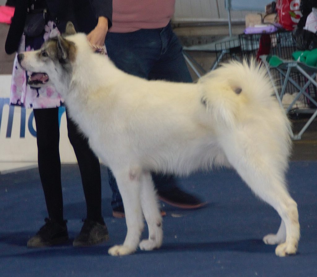 Canadian Eskimo Dog