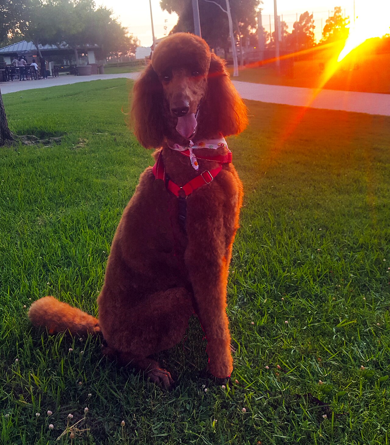 Caniche estándar de color rojo en plano completo sobre fondo neutro