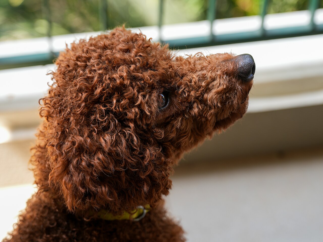 Primer plano de la cabeza de un Caniche con el hocico fino y el pelo rizado