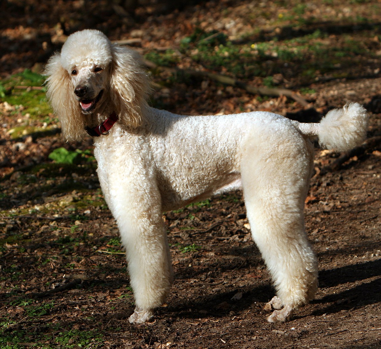 Caniche estándar de color albaricoque de pie sobre el cesped