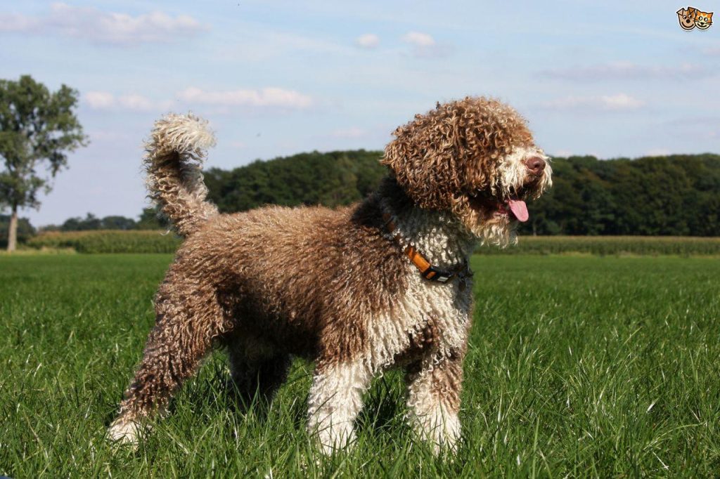 Cantabrian water dog