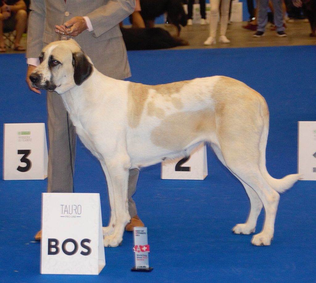 Cão de Gado Transmontano