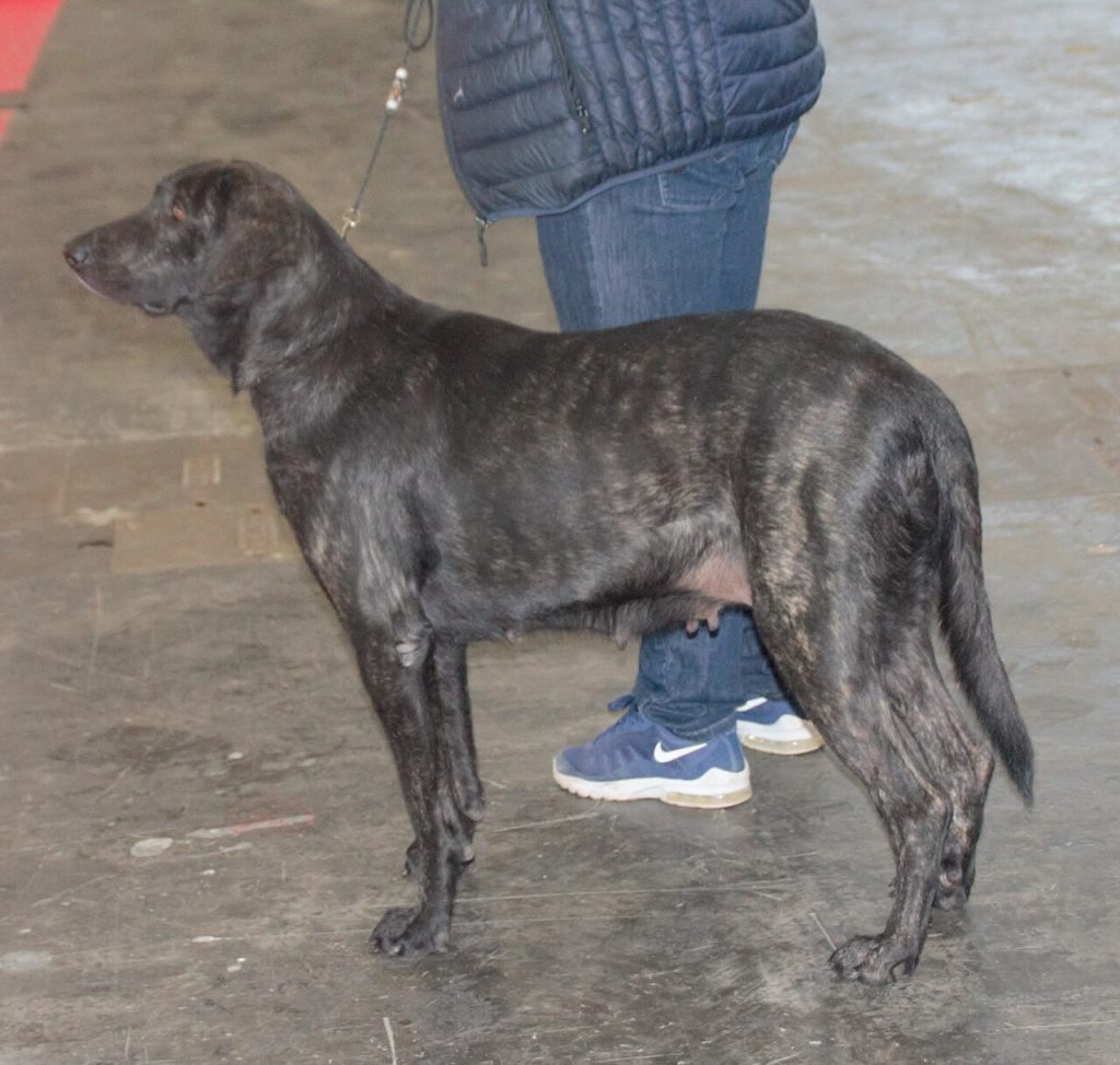Castro Laboreiro Dog was born.