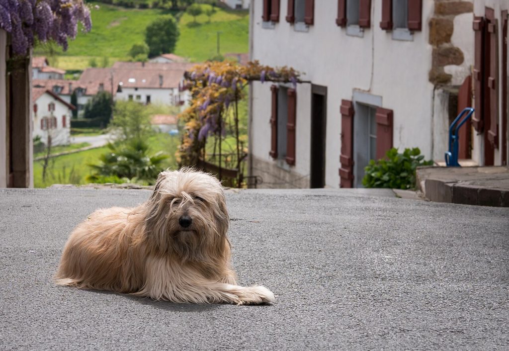 Catalan Sheepdog