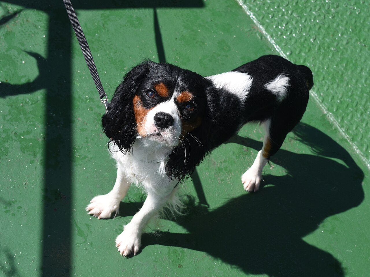 Cavalier King Charles Spaniel tricolor mirando a la camara