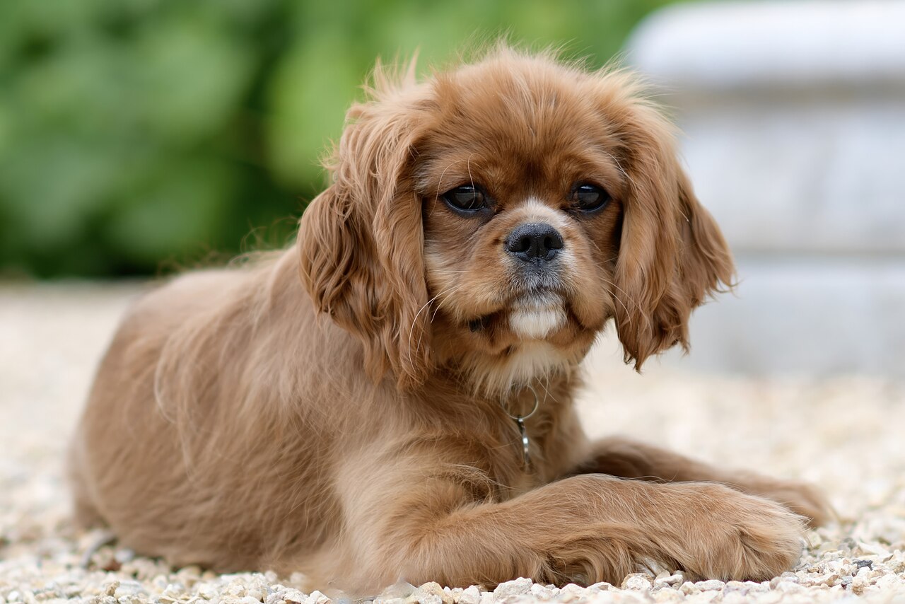Cavalier King Charles Spaniel ruby tumbado