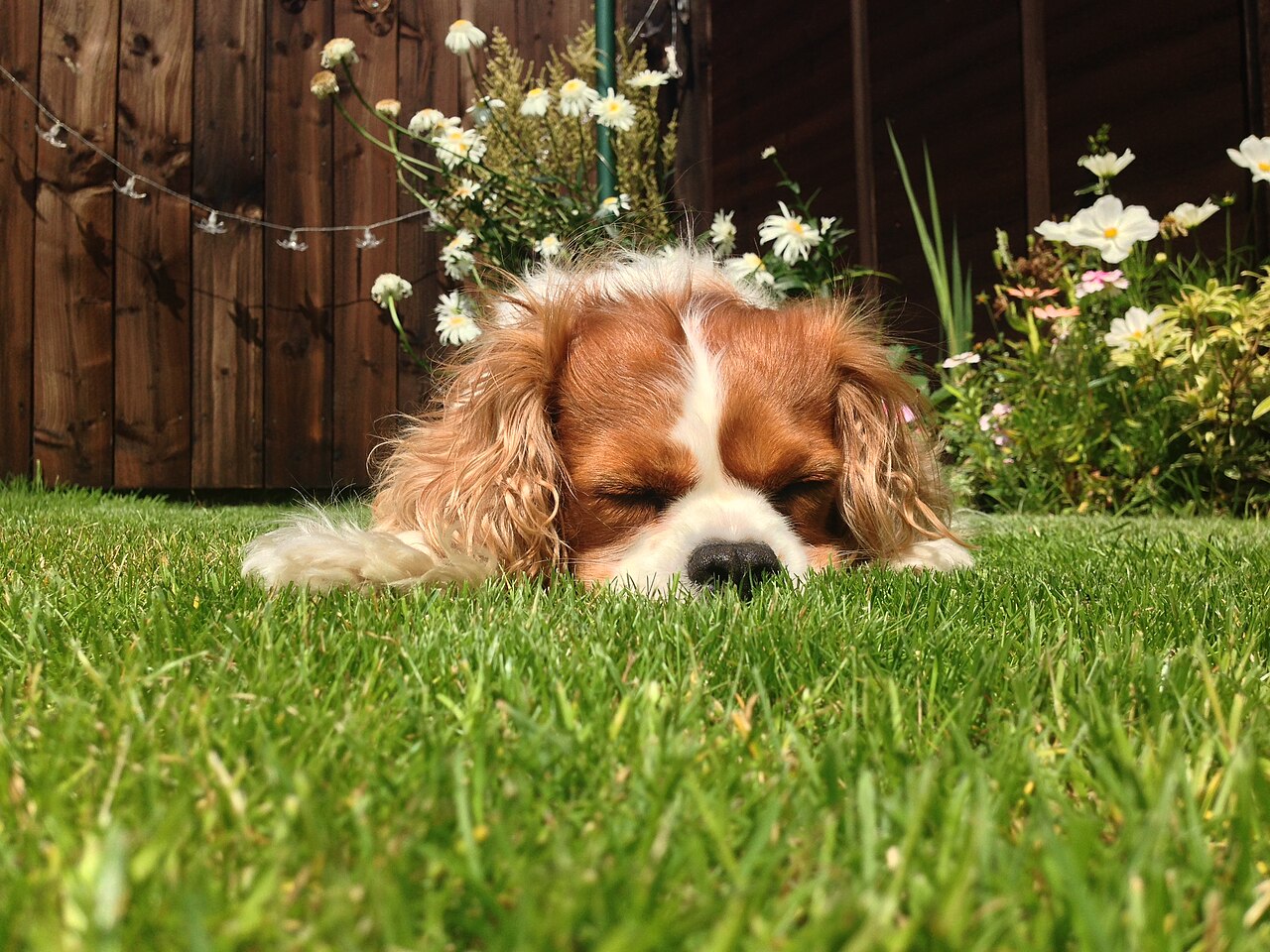 Cavalier King Charles Spaniel Blenheim descansando en la hierba