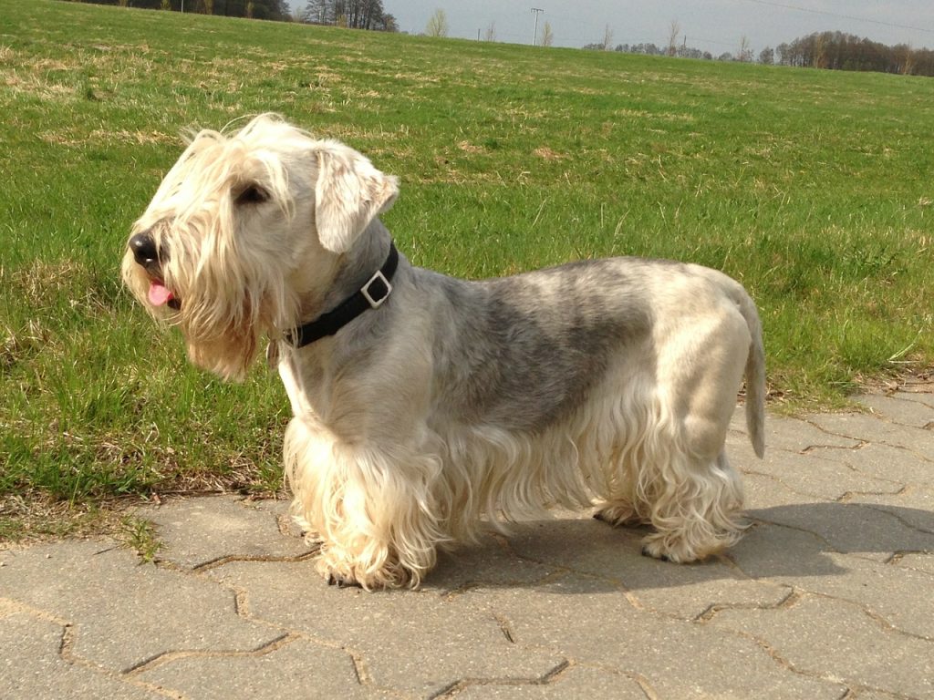 The Cesky Terrier