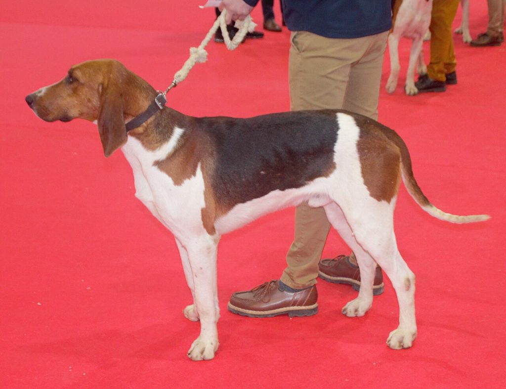 Chien Français Tricolore
