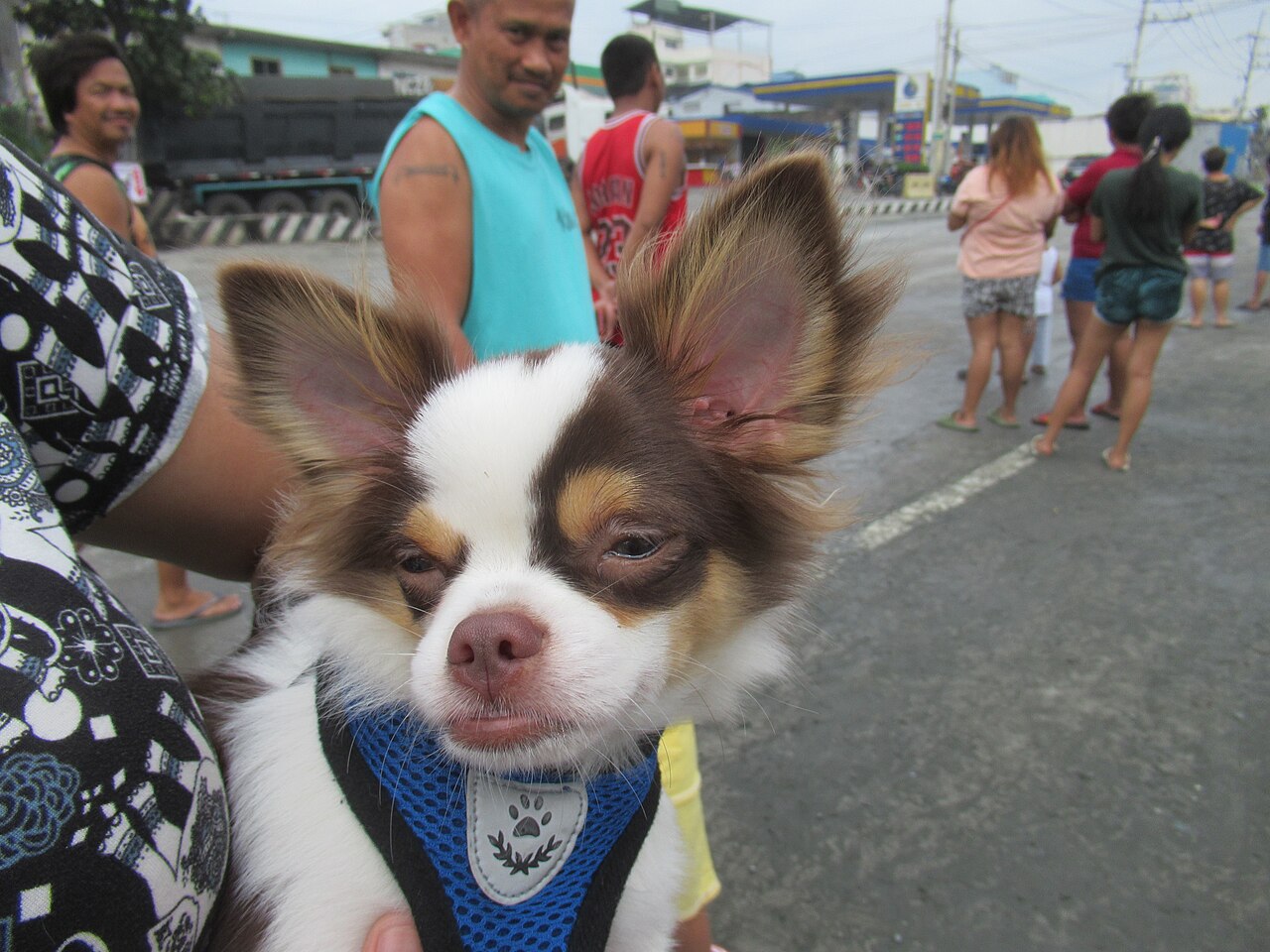 Chihuahua de pelo corto de cuerpo entero