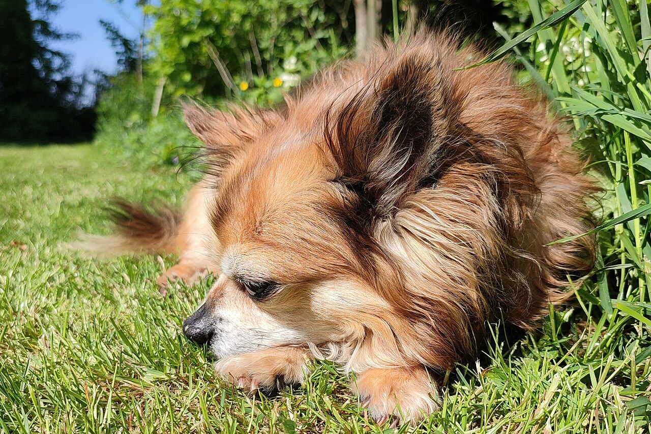 Chihuahua descansando al sol