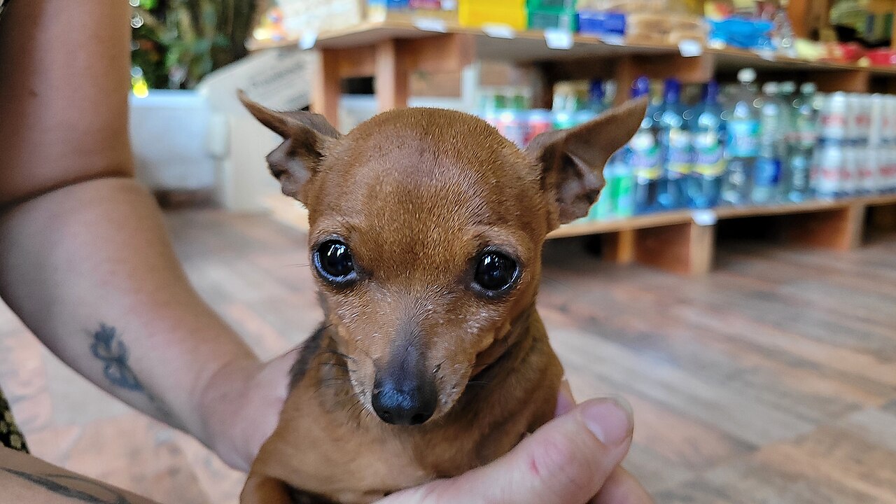 Chihuahua al aire libre en plena naturaleza