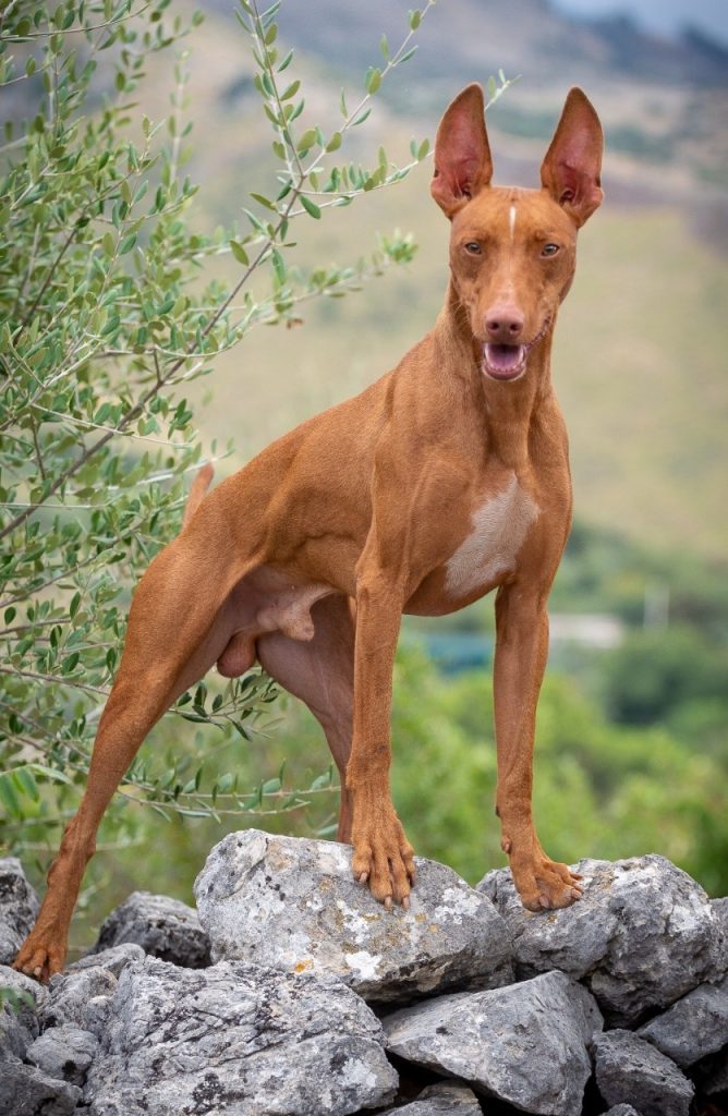 Cirneco dell’Etna