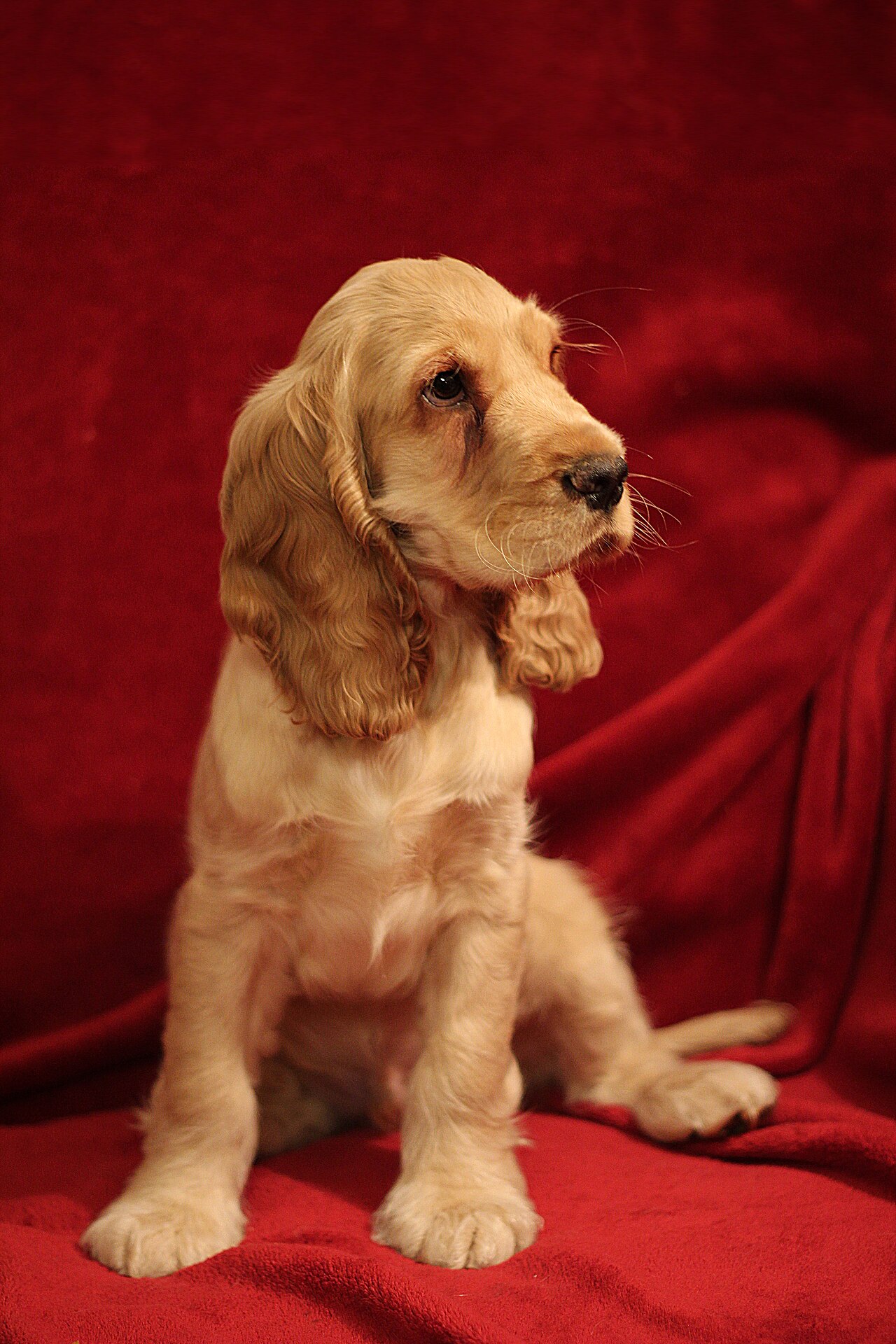 Cocker Spaniel inglés de capa marrón de pie en exterior
