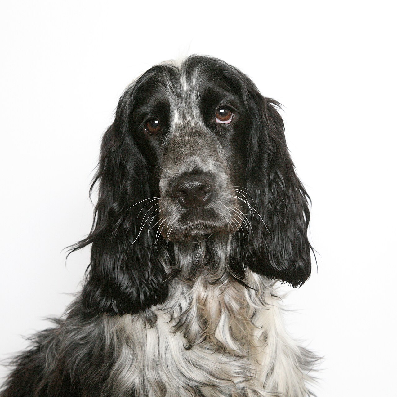 Retrato de Cocker Spaniel inglés negro con orejas largas