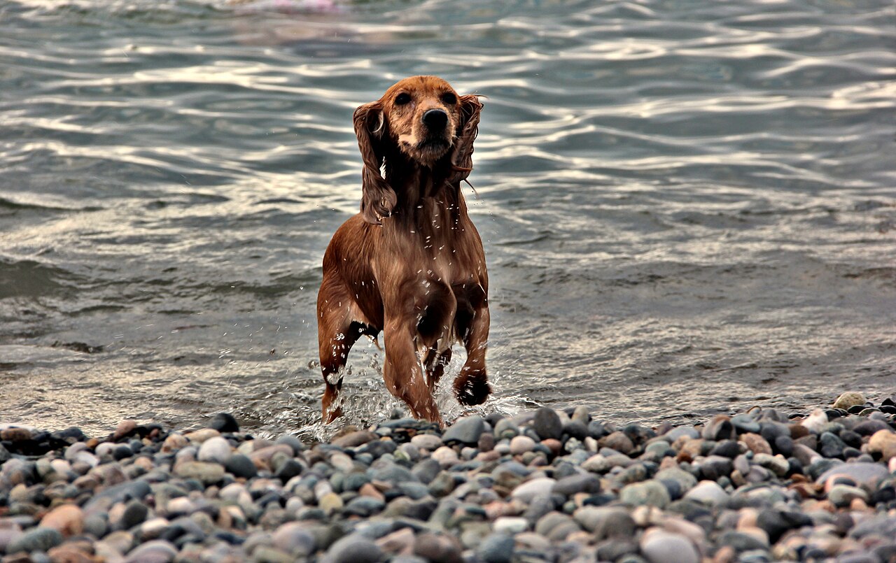 Cocker Spaniel corriendo y jugando en la playa
