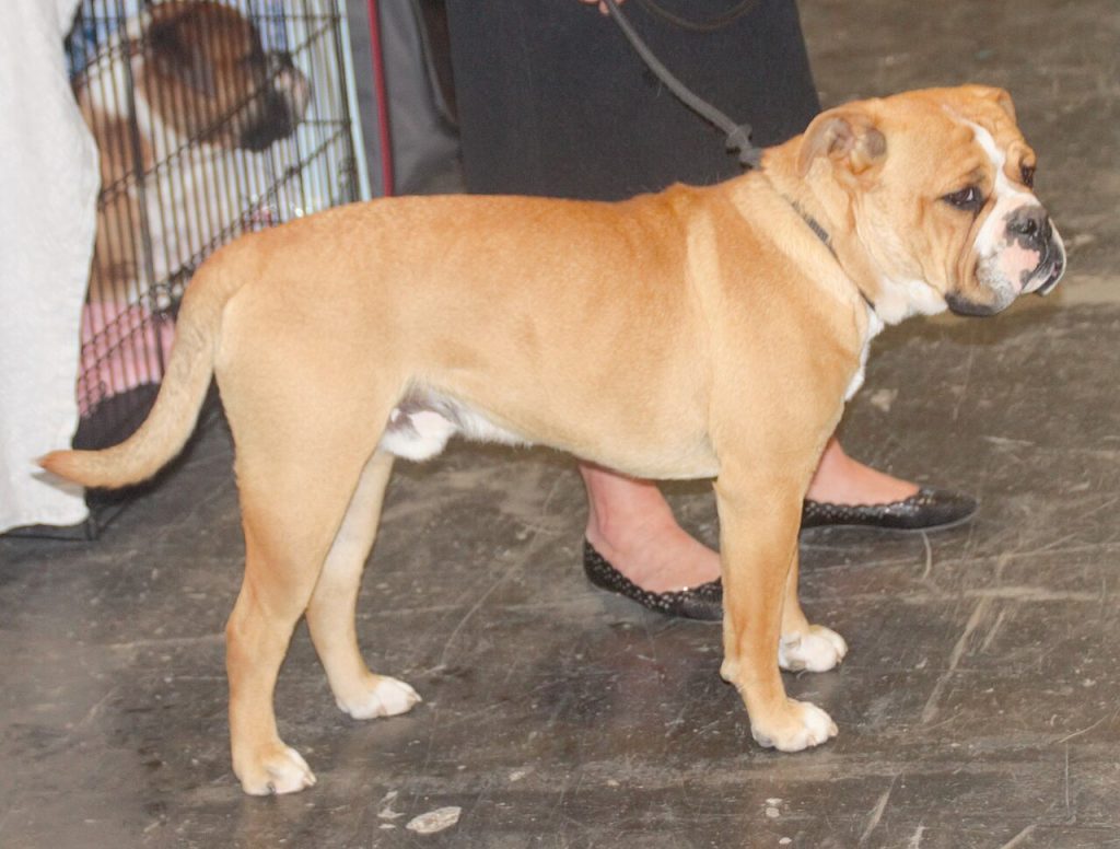 The Continental Bulldog
