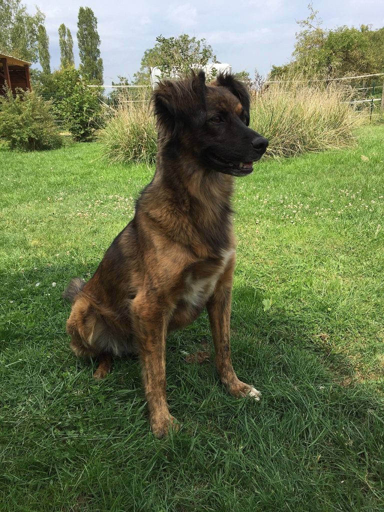 Corsican dog