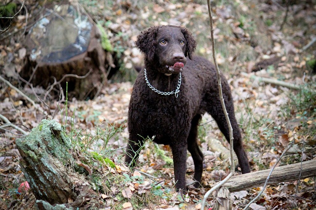 Curly-coated Retriever