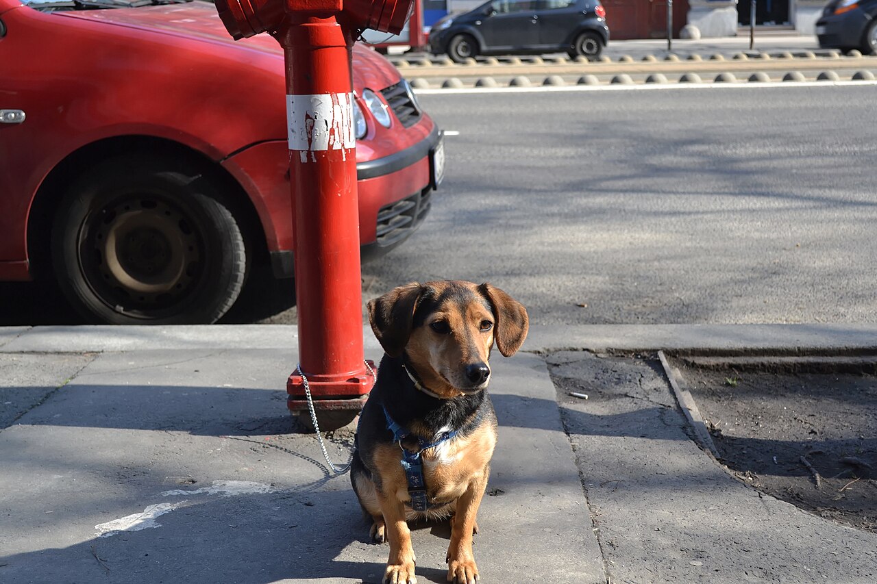 Teckel de pelo corto paseando por la calle, mostrando su cuerpo alargado y patas cortas