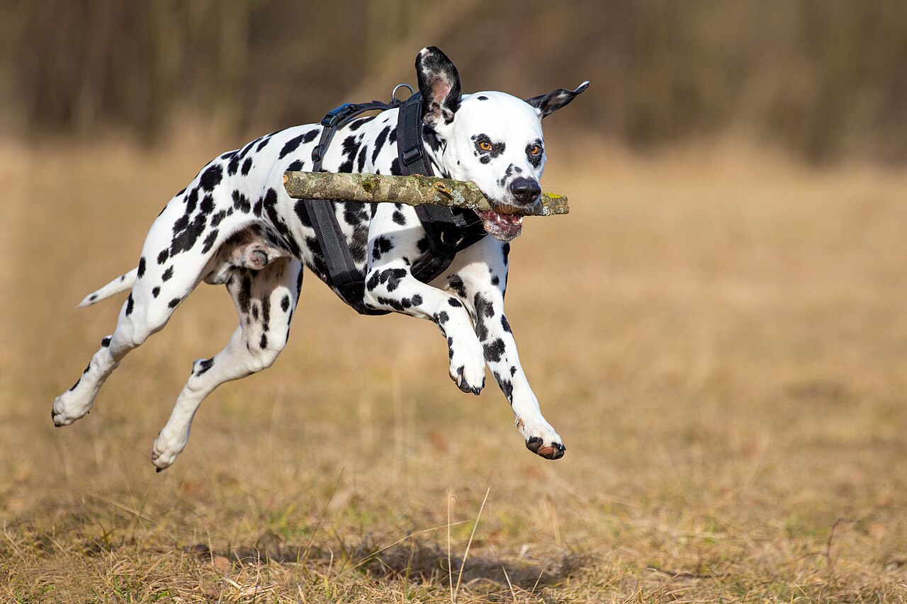 Dálmata adulto corriendo y atrapando un palo al aire libre