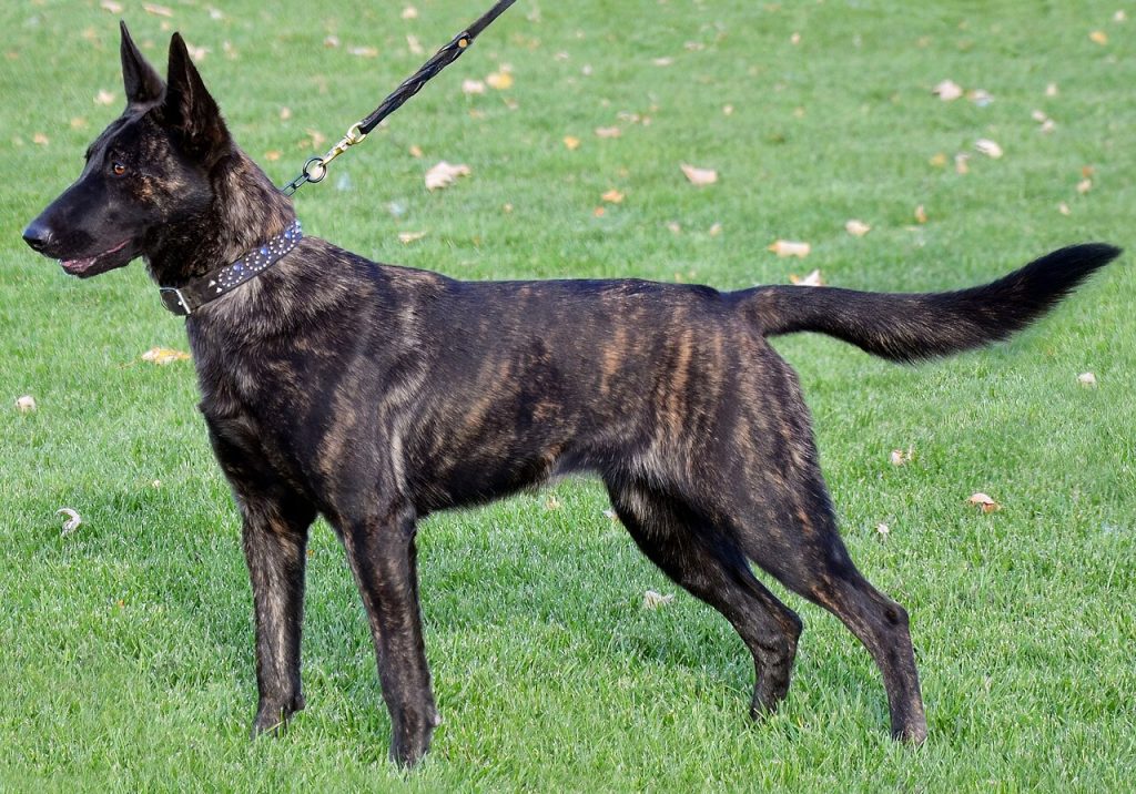Dutch Shepherd