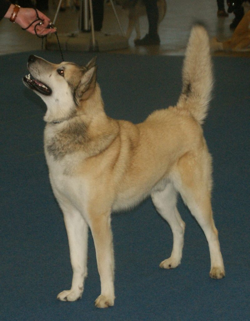 East Siberian Laika