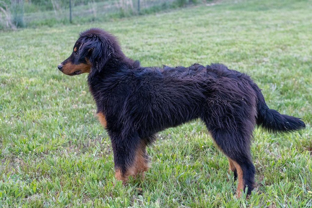 English Shepherd