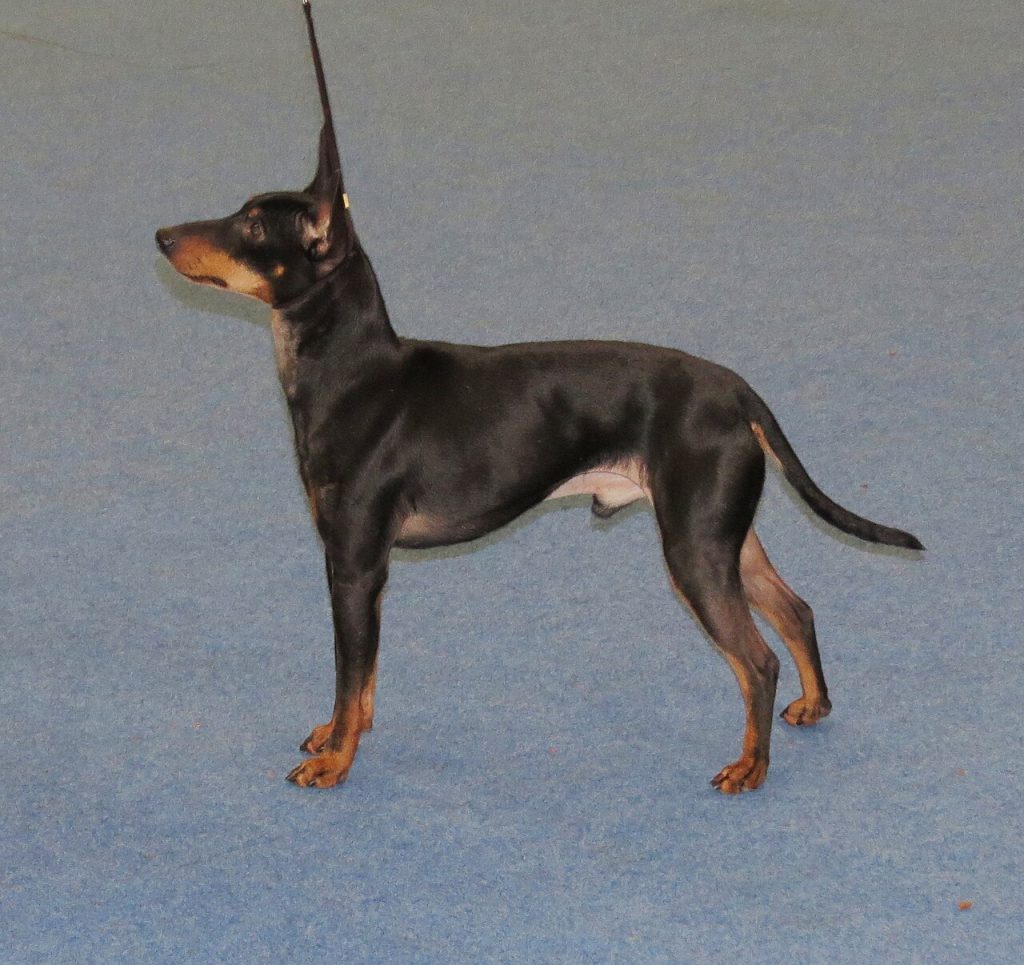 English Toy Terrier