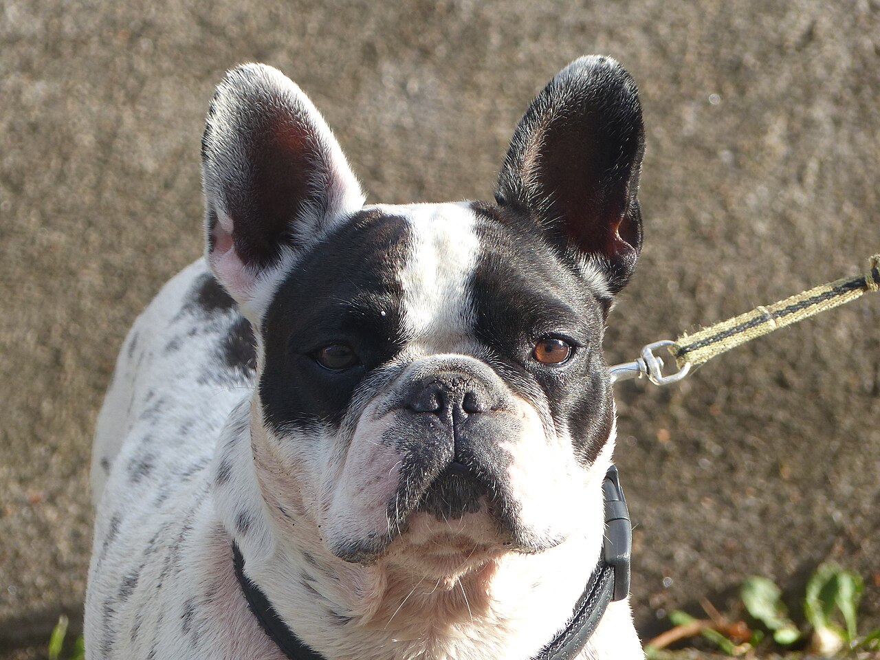 Cabeza de Bulldog Frances con orejas de murcielago