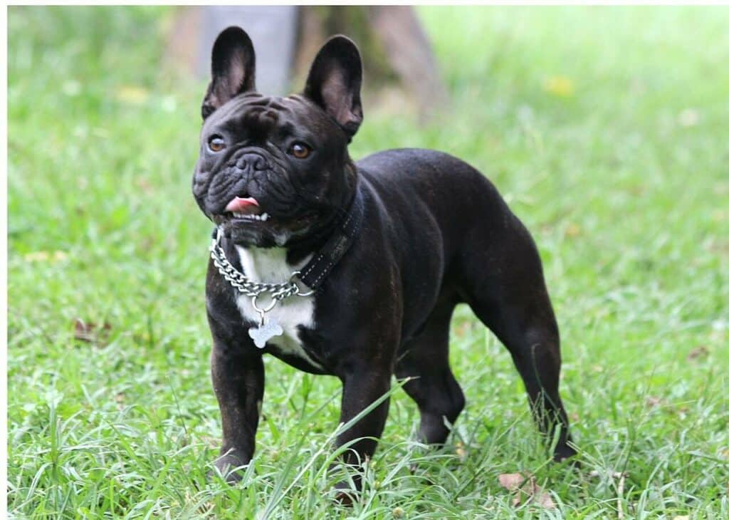 French Bulldog