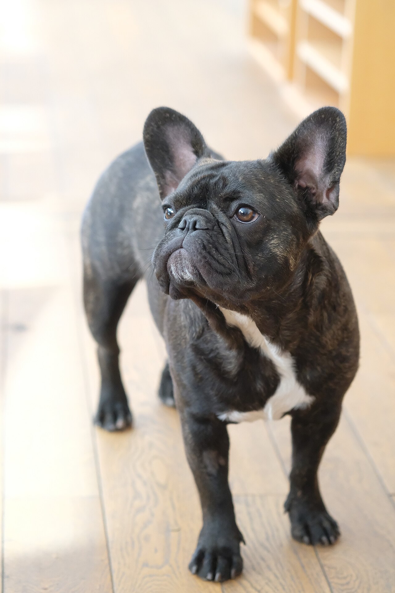 Bulldog Frances de capa atigrada brindle
