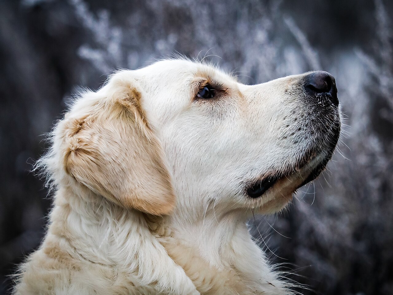 Cabeza de Golden Retriever de pelaje crema, de perfil